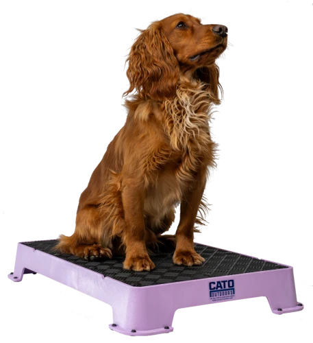 Lilac_rubber1867-Enhanced-NR_1024x1024.png.webp