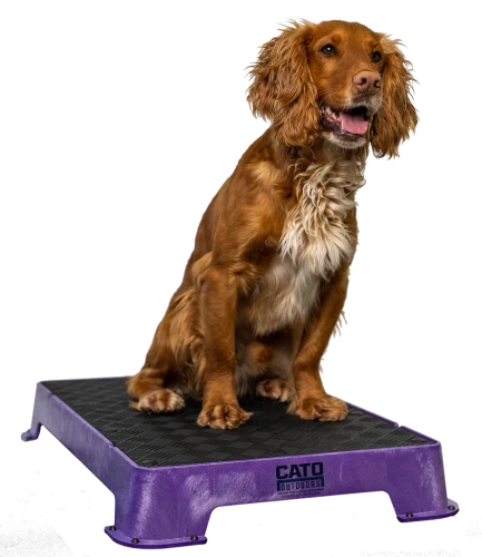 Purple_1024x1024.png.webp