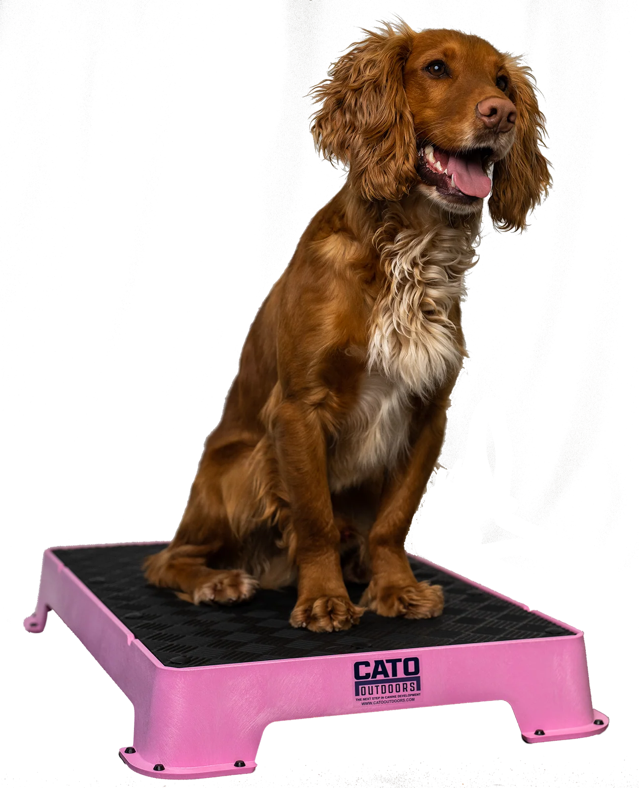 Pink_1296x.png.webp